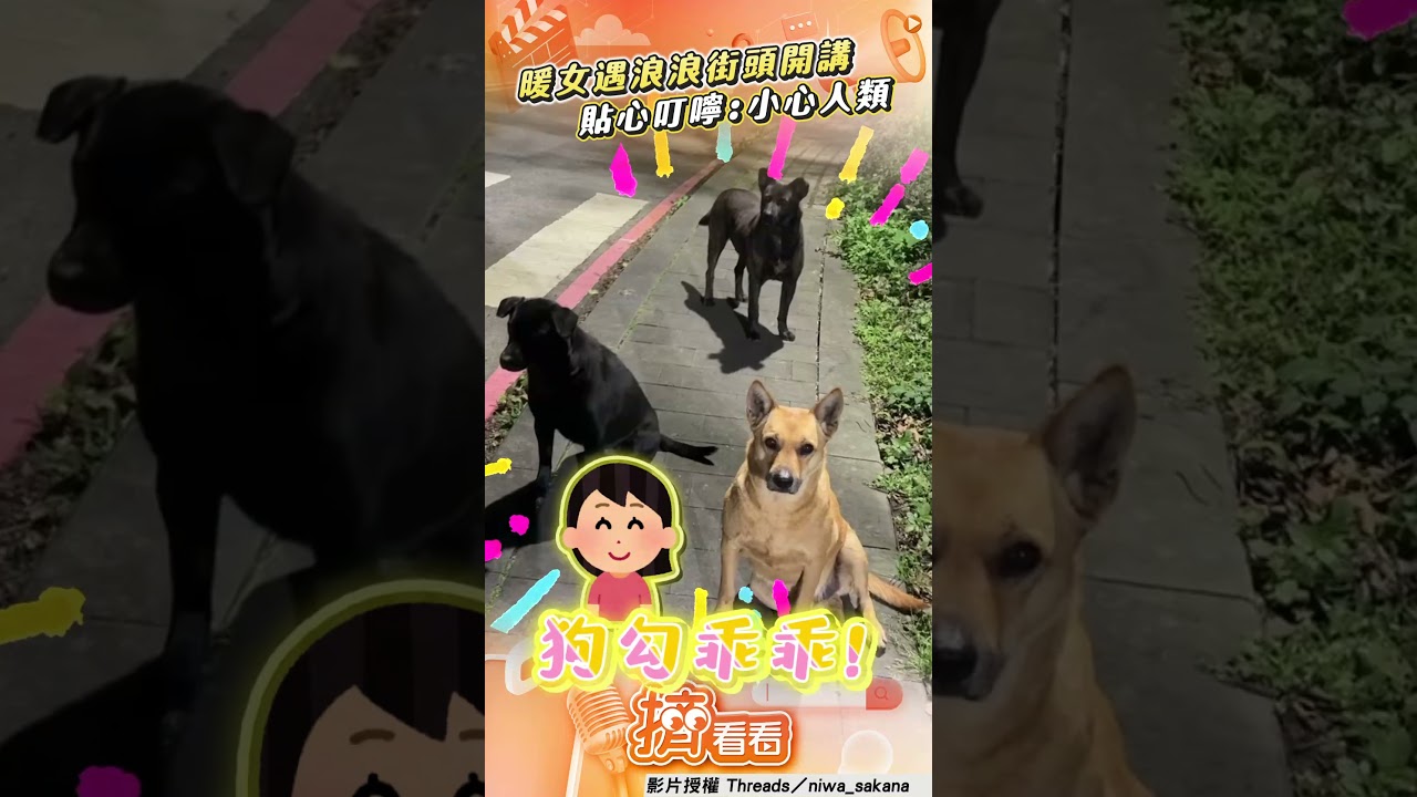 影音/暖女遇浪浪叮嚀「看到人類要躲好」 狗勾全程乖乖聽講