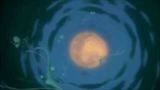 Wolf&#39;s Rain: Crying To The Moon, &quot;If Only, If Only&quot;