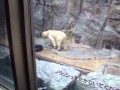 Polar Bear Gao Aquarium