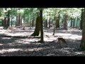 Deer Grazing At The Waccatee Zoo SC