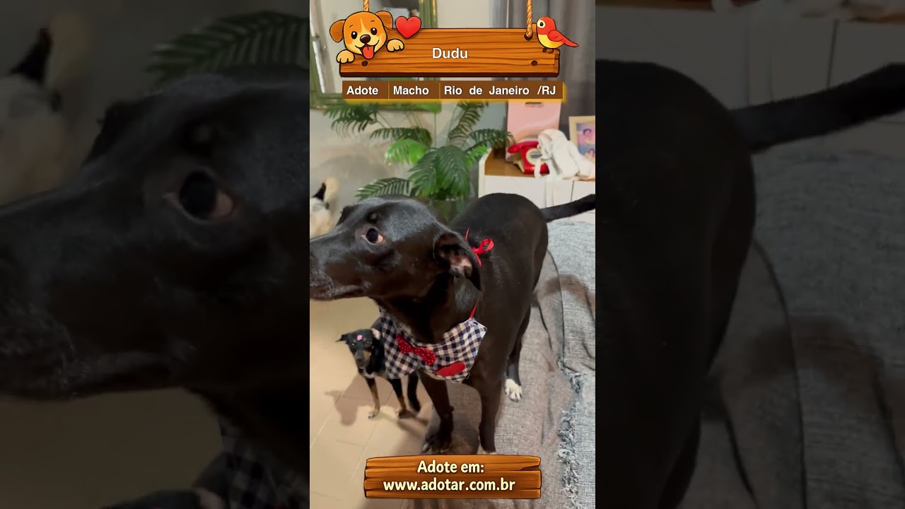 Cachorro raça SRD-ViraLata idade 3 anos nome Dudu 