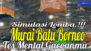 Download lagu SIMULASI LOMBA MURAI BATU BORNEO | Latih Mental Murai Jawara mp3