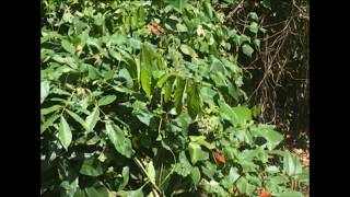 depth charge - flume - jir