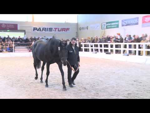Salon des Etalons 2014 : Lauro