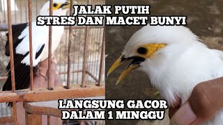 Download lagu cara merawat jalak putih agar cepat gacor | jalak putih stres dan macet bunyi mp3