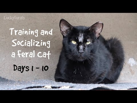 Training And Socializing A Feral Cat - Days 1 - 10 - Compilation Boo Day Videos