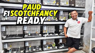 Download lagu CANARY BREEDERS‼️Paud F1 SCOTCHFANCY stock is abundant at ONGGO JAYA CANARY... mp3