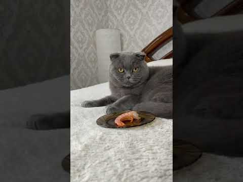 Cat doesn't like the food