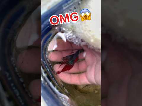 Giant wild betta fish bladder nest😱#bettafishtank #betta