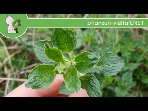 Echter Dost (Oregano) - Erste Boten - 12.04.18 (Origanum vulgare) - Wildpflanzen-Bestimmung
