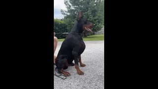Video preview image #3 Doberman Pinscher Puppy For Sale in FORT LAUDERDALE, FL, USA