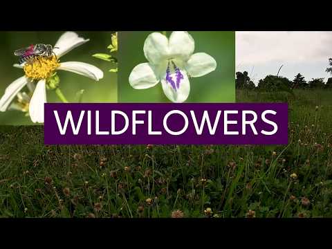 10 flores silvestres que os cingapurianos deveriam conhecer