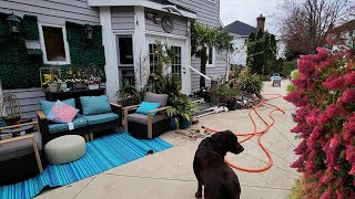 Beautiful New Hydrangeas and Cleaning up The Patio