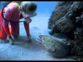 Valerie Taylor Befriends a Spotted Moray Eel 
