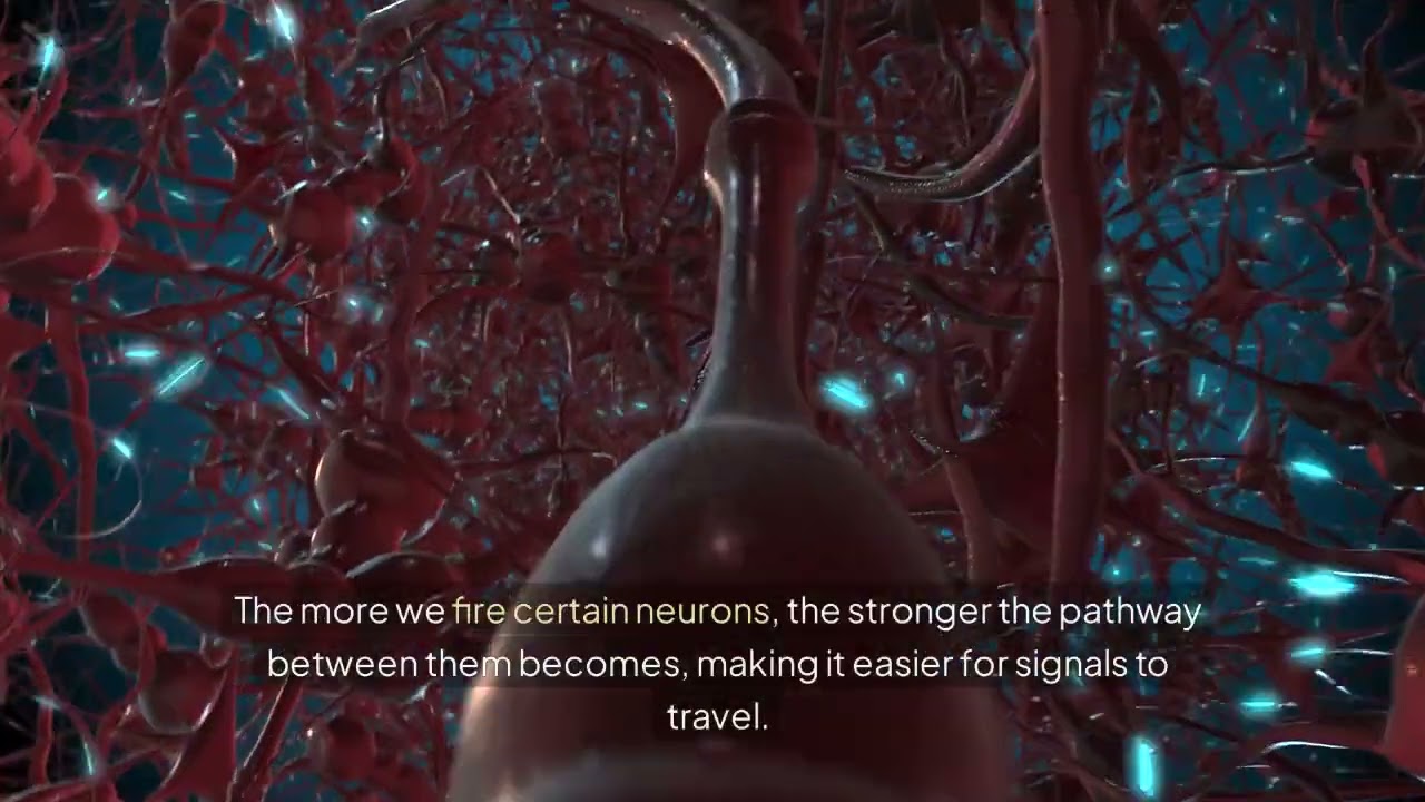 Brain Development (Pathways to Empower)