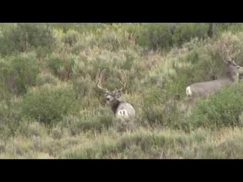 Hirsch Monster Jagt 10.10.2020