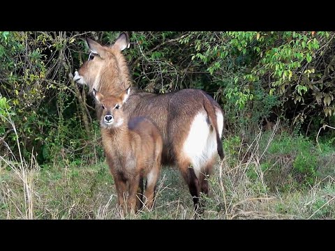 defassa waterbuck mama and baby - part 1 - grazing