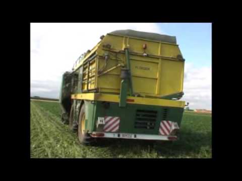 Houthoofd: Bonen plukken.