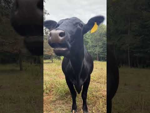 Cow sound #sapi #inek #cow #lembu #cebu #ngakak #caballos #vaca