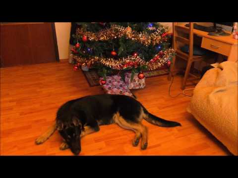 Vianočný darček Zara XXL.