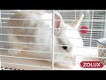 Graužikų Narvas - Zolux Neo Cosy H80 Pilkas