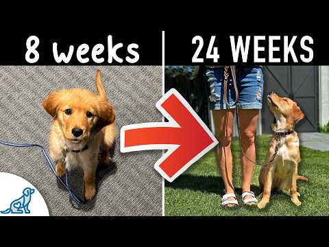 Your Step-By-Step Puppy Training Schedule (By Age)
