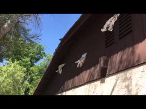 Scaring the Woodpeckers away