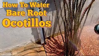 How to Water Newly Planted Bare Root Ocotillos