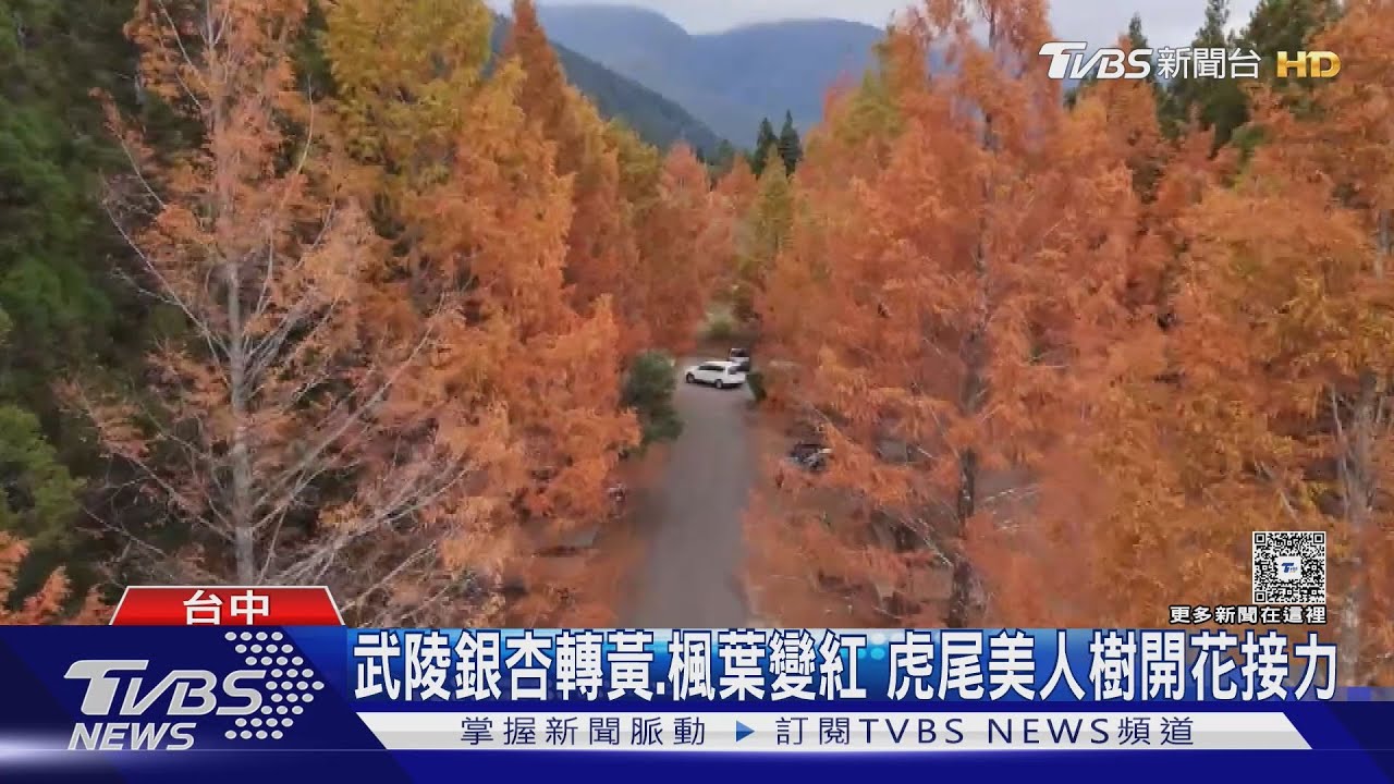 銀杏紅楓葉齊綻放!武陵農場「金色漸層」美景 錯過等明年