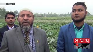 নওপাড়া ইউনিয়ন, নড়িয়া উপজেলা, শরীয়তপুর জেলায় উচ্চমূল্যের সবজি ষ্কোয়াশ চাষ।