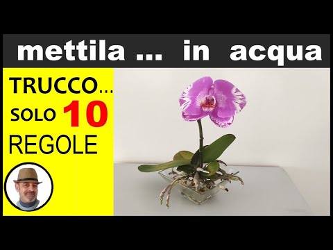 , title : 'ORCHIDEA, COME COLTIVARLA IN ACQUA (growing orchid in water, cultivo de orquídeas en el agua)'