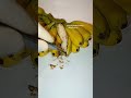 Witness the  miracle of lab banana birth.