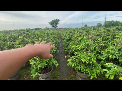 Gl lô 100 cây dáng long bình định giá 50tr mai tết 2024 (0986126536 út)