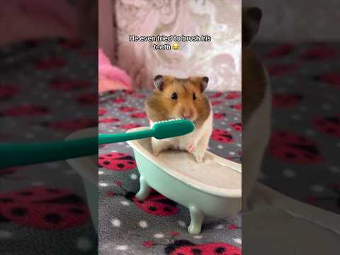 My Hamster has a Spa Day! ???????? #shorts #pets #pet