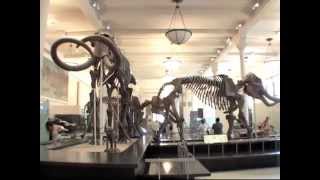 American Museum of Natural History – The Best “Home” for Dinosaur Halls