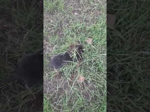 World's most powerful digger?