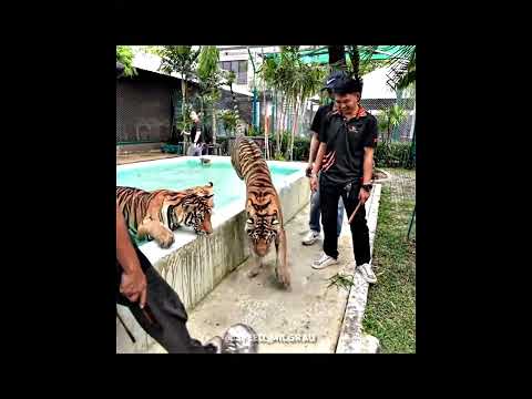 SPEED BRINCA COM TIGRE E FICA COM MEDO #ishowspeed #speed