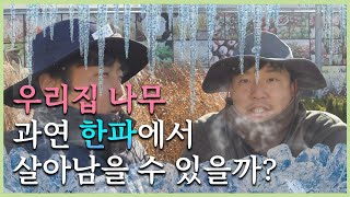 생각보다 간단한 겨울철 우리집 나무 관리 비법~! 얼른 준비하세요! _대림묘목농원 [JB가든센터]