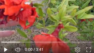 Pomegranate Plant hedge, and Flowers and how to protect them from pests