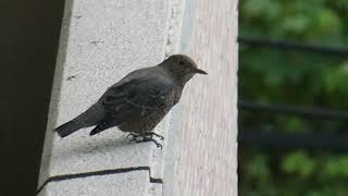 イソヒヨドリの親子？