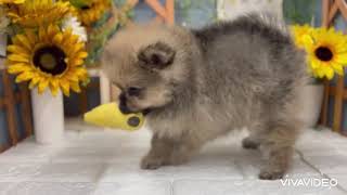 ポメラニアンの動画01