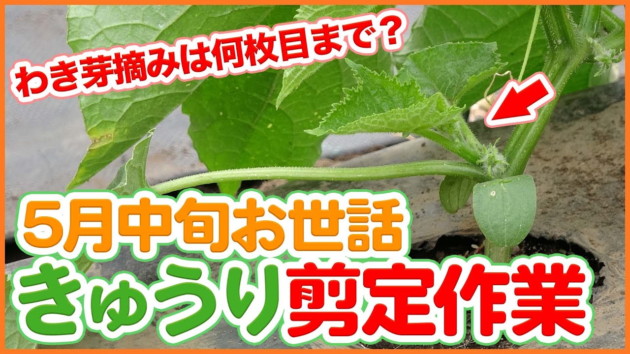 きゅうりの育て方図解 _ きゅうりの剪定 図解 – WIEJI きゅうりの育て方図解 _ きゅうりの剪定 図解 – WIEJI