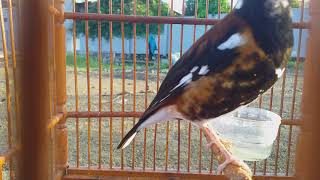 Download lagu Anis macan plong sante,merdu mp3