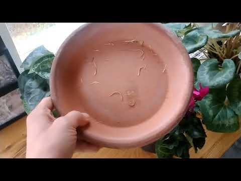 How To Grow And Care For Cyclamen