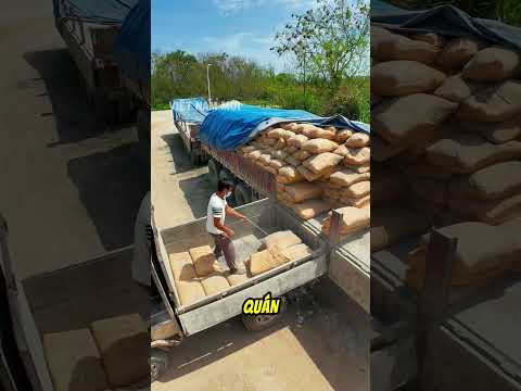 Cách người đàn ông chuyển bao xi măng nặng trịch mà nhẹ như không