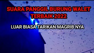 Download lagu suara panggil burung walet terbaik 2022 luar biasa tarikan magrib nya mp3