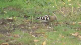 preview picture of video 'Hoopoe, at Hill farm,willington in Bedfordshire - October 2014'