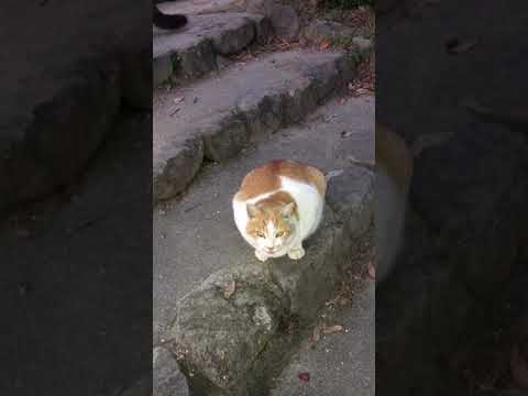 イノシシを追い払うにはどうすればいいですか？野生の豚を狩るための強力なイノシシよけのトップ 4 ソリューション  庭園