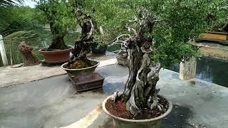 Download lagu Wow ‼️Ini dia Bahan bonsai Santigi (pemphis acidula) | teman2 Penghobi lihat deskripsi ya 😍. mp3