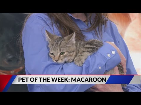 Sweet kitty Macaroon needs a loving home - YouTube